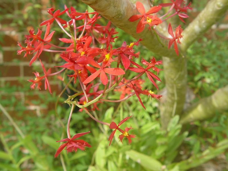 protea-a 011.jpg
